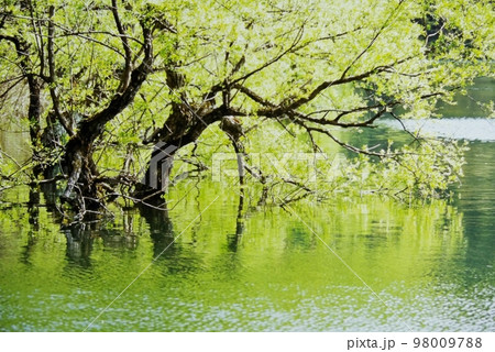 新緑の北竜湖 新緑の北竜湖 98009788