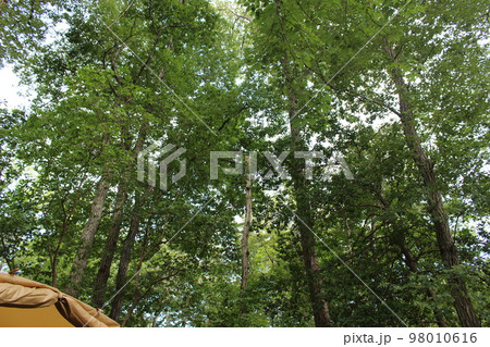 オートキャンプ 森のキャンプ場 【大阪府】 オートキャンプ 森のキャンプ場 【大阪府】 98010616