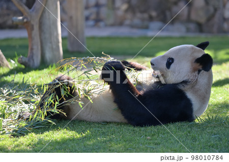 おいしそうに竹を食べる永明 98010784