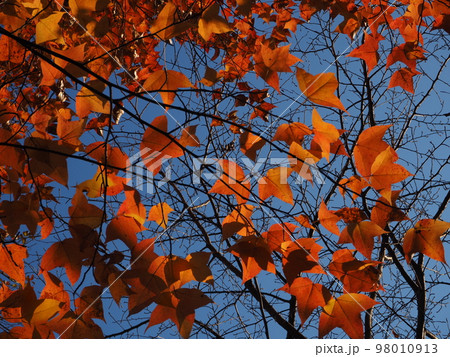 紅葉したトウカエデ 紅葉したトウカエデ 98010913
