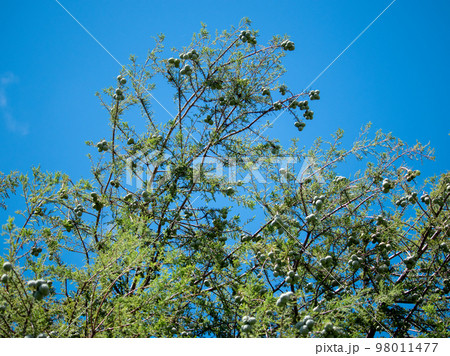 ラクウショウ ラクウショウ 98011477