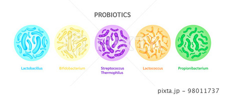 Probiotics lactic acid bacterium cells. Bifidobacterium, lactobacillus, streptococcus thermophilus, lactococcus, propionibacterium. Digestion healthcare concept. On blue background vector. Probiotics lactic acid bacterium cells. Bifidobacterium, lactobacillus, streptococcus thermophilus, lactococcus, propionibacterium. Digestion healthcare concept. On blue background vector. 98011737