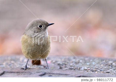 Daurian Redstart/ジョウビタキ雌 98011772