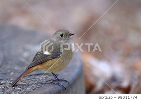 Daurian Redstart/ジョウビタキ雌 Daurian Redstart/ジョウビタキ雌 98011774