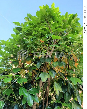 常緑樹のカクレミノ 常緑樹のカクレミノ 98011838