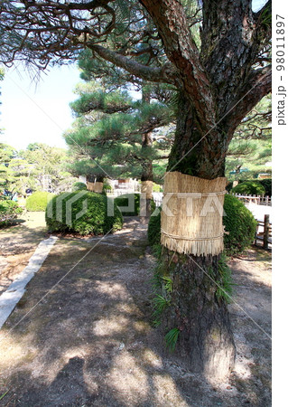 雪の縮景園 98011897