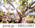 日本の春の桜たち 98011983