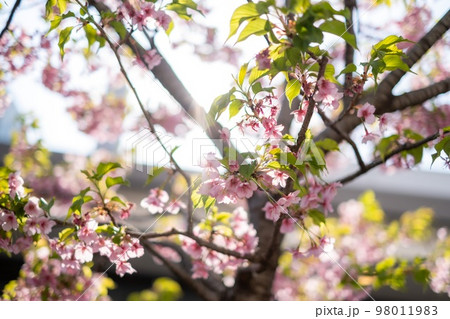 日本の春の桜たち 98011983