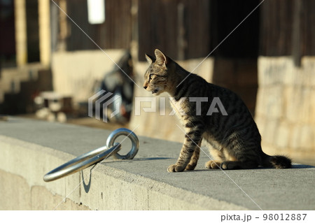 港を見守る子猫 港を見守る子猫 98012887