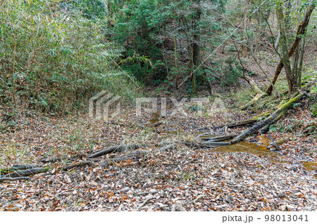 京都木津標高217m三角点のある名もなき頂きへの登山2日目雑木林の中で途切れた登山道② 98013041