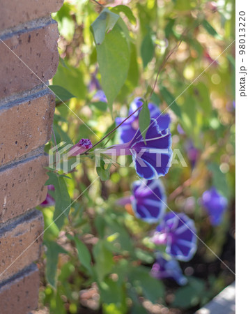 白い縁取りの朝顔 98013220