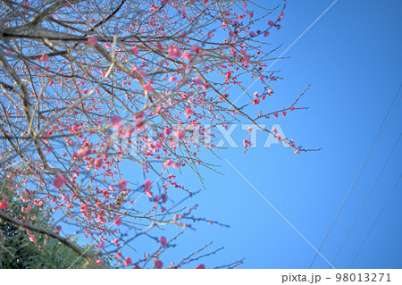横浜市つくし野でみつけた紅梅 横浜市つくし野でみつけた紅梅 98013271
