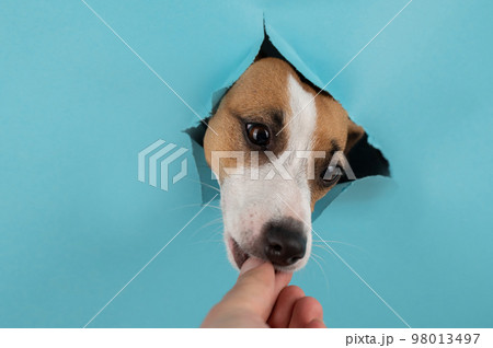 Funny dog muzzle from a hole on a paper blue background. Copy space. Jack Russell Terrier eats from the hands of the hostess. Funny dog muzzle from a hole on a paper blue background. Copy space. Jack Russell Terrier eats from the hands of the hostess. 98013497
