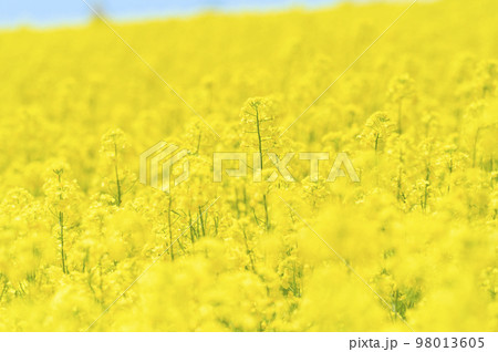 一面の菜の花 一面の菜の花 98013605