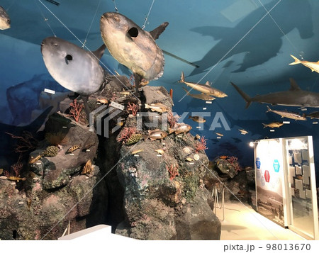 長崎県 生月町博物館 島の館 魚の模型 長崎県 生月町博物館 島の館 魚の模型 98013670
