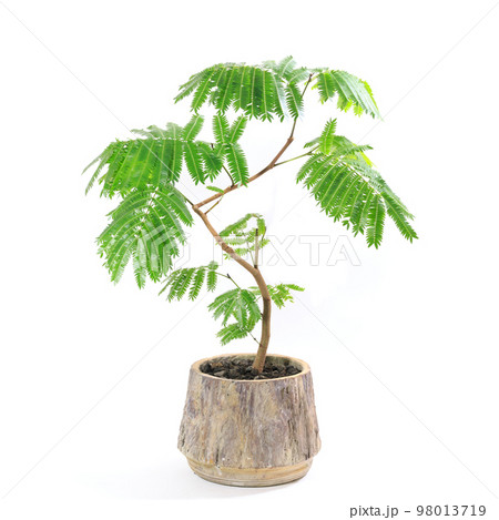 観葉植物、夜になると葉を閉じて眠るエバーフレッシュの鉢植え【白背景】 98013719