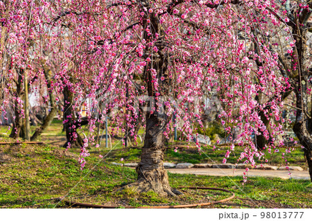早春の古都京都 北野天満宮の梅 雪月花の三庭苑「花の庭」梅苑 早春の古都京都 北野天満宮の梅 雪月花の三庭苑「花の庭」梅苑 98013777