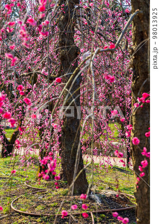 早春の古都京都 北野天満宮の梅 雪月花の三庭苑「花の庭」梅苑 早春の古都京都 北野天満宮の梅 雪月花の三庭苑「花の庭」梅苑 98013925