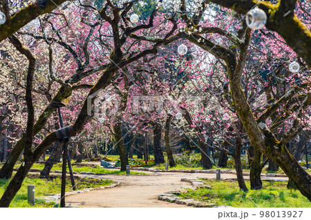 早春の古都京都 北野天満宮の梅 雪月花の三庭苑「花の庭」梅苑 早春の古都京都 北野天満宮の梅 雪月花の三庭苑「花の庭」梅苑 98013927