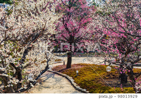 早春の古都京都 北野天満宮の梅 雪月花の三庭苑「花の庭」梅苑 早春の古都京都 北野天満宮の梅 雪月花の三庭苑「花の庭」梅苑 98013929