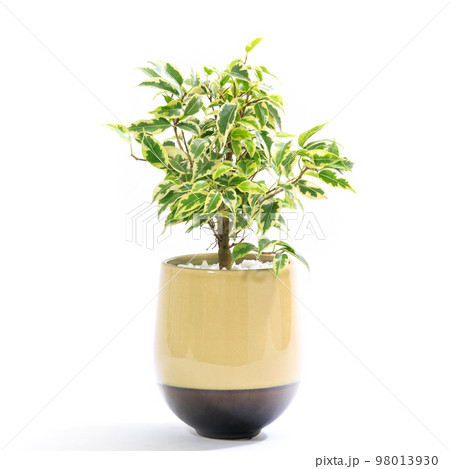 観葉植物、フィカス・ベンジャミナ・ラブリーの鉢植え【白背景】 観葉植物、フィカス・ベンジャミナ・ラブリーの鉢植え【白背景】 98013930
