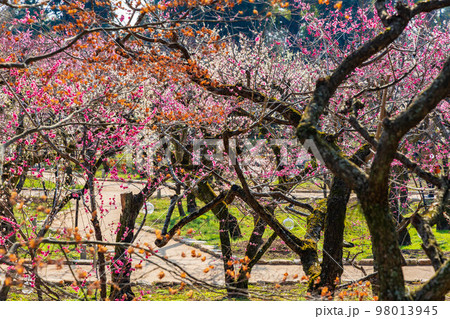 早春の古都京都　北野天満宮の梅　雪月花の三庭苑「花の庭」梅苑 98013945