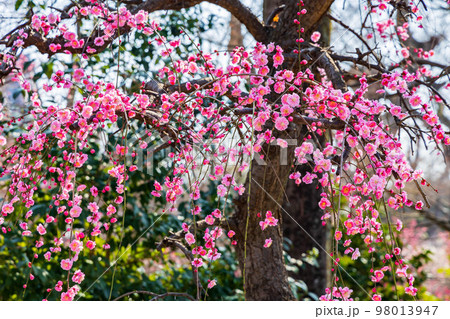早春の古都京都 北野天満宮の梅 雪月花の三庭苑「花の庭」梅苑 早春の古都京都 北野天満宮の梅 雪月花の三庭苑「花の庭」梅苑 98013947