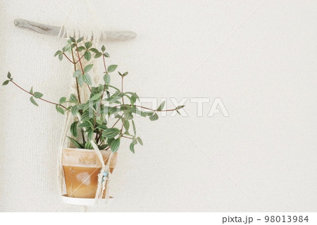 プテオラータをハンギングした横向きの写真① 98013984