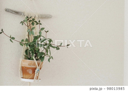 プテオラータをハンギングした横向きの写真② プテオラータをハンギングした横向きの写真② 98013985