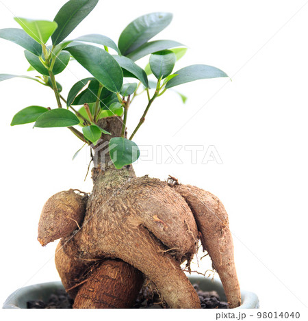 観葉植物、キジムナーが宿るガジュマルの気根【白背景】 観葉植物、キジムナーが宿るガジュマルの気根【白背景】 98014040