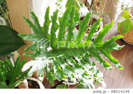 フィロデンドロンセロームの葉の横向きの写真① フィロデンドロンセロームの葉の横向きの写真① 98014246