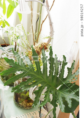 フィロデンドロンセロームの葉の縦向きの写真② 98014257