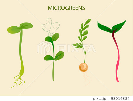 Green sprouts. Microgreen growing seed. Plant growth phase. Seedling with leaves and roots. Vegetables germination process. Seedlings for planting in garden. Vector organic food set 98014384