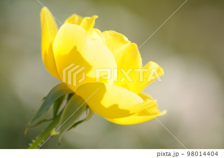 黄色の薔薇 98014404