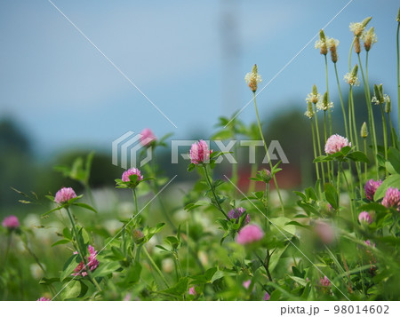 アカツメクサ アカツメクサ 98014602