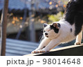 冬の日差しを浴びながら伸びをする猫 98014648