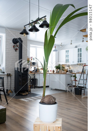 Coconut palm in a pot at home in interior. Green house, care and cultivation of tropical plants 98015147