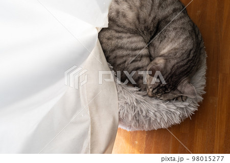 眠る猫 サバトラ猫 眠る猫 サバトラ猫 98015277