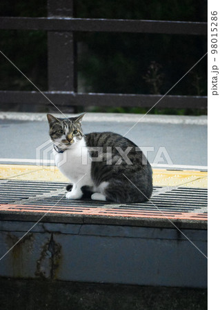 おや猫 おや猫 98015286