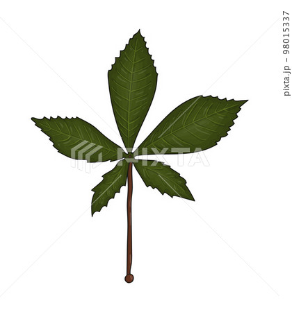 Vector colored green chestnut leaf icon isolated on white background. Tree greenery botanical illustration. Cartoon style 98015337