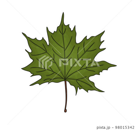 Vector colored green maple leaf icon isolated on white background. Tree greenery botanical illustration. Cartoon style autumn leaves Vector colored green maple leaf icon isolated on white background. Tree greenery botanical illustration. Cartoon style autumn leaves 98015342