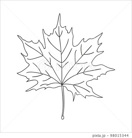 Vector line maple leaf icon isolated on white background. Tree greenery botanical illustration. Cartoon style autumn leaves 98015344