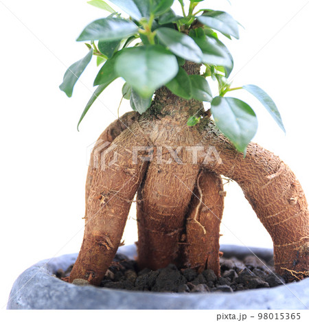 観葉植物、キジムナーが宿るガジュマルの気根【白背景】 98015365