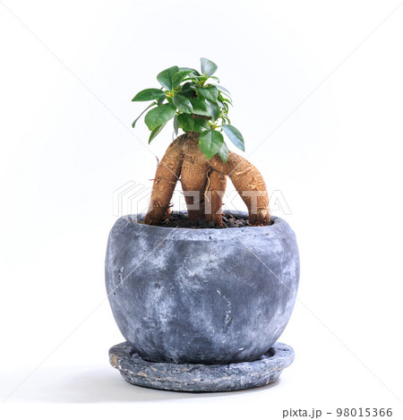 観葉植物、キジムナーが宿るガジュマルの鉢植え【白背景】 98015366