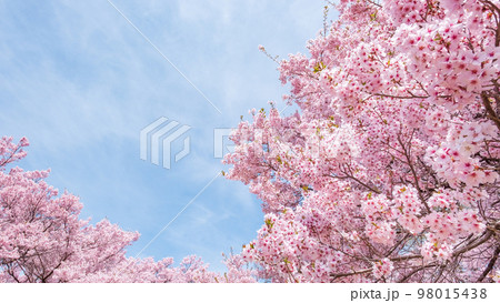 高遠城址公園の桜 98015438