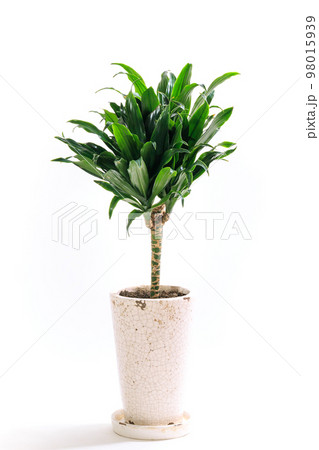 観葉植物、ドラセナ・コンパクタの鉢植え【白背景】 98015939