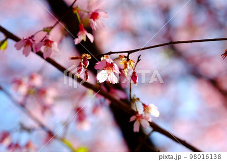 桜 桜 98016138