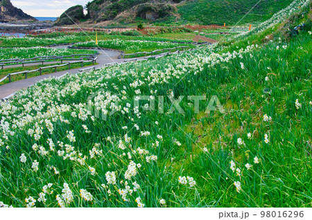 爪木崎の水仙 98016296
