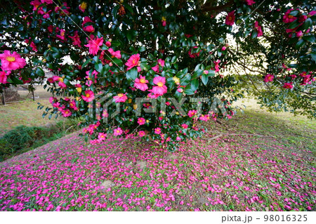 奈良平城宮跡のサザンカの古木（広角レンズ） 98016325