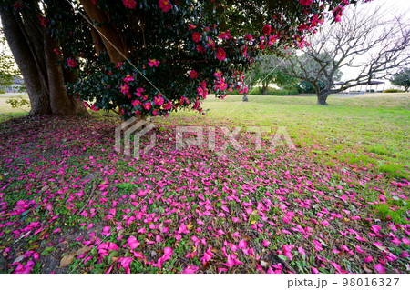 奈良平城宮跡のサザンカの古木（広角レンズ） 98016327